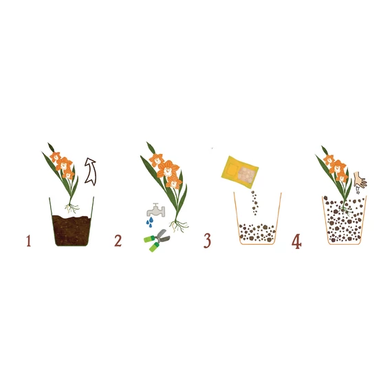 Cymbidium & Pseudobulben orchidea szubsztrát használat