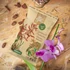 Cymbidium & Pseudobulben orchidea szubsztrát csomagolás virággal